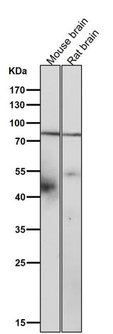 Anti-SMURF 2 Rabbit Monoclonal Antibody Boster Bio