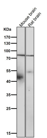Anti-SMURF 2 Rabbit Monoclonal Antibody Boster Bio