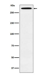 Anti-Smg1 Rabbit Monoclonal Antibody Boster Bio