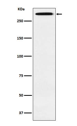 Anti-Smg1 Rabbit Monoclonal Antibody Boster Bio