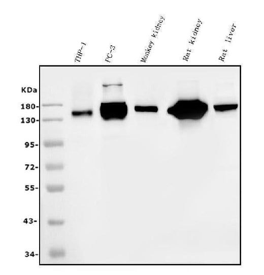 Anti-CD13/ANPEP Picoband® Antibody (monoclonal, 5B9 Boster Bio