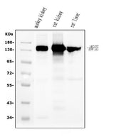Anti-CD13/ANPEP Antibody Picoband® (monoclonal, 7F2 Boster Bio