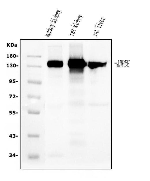 Anti-CD13/ANPEP Antibody Picoband® (monoclonal, 7F2 Boster Bio