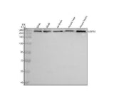 Anti-USP9x Rabbit Monoclonal Antibody Boster Bio
