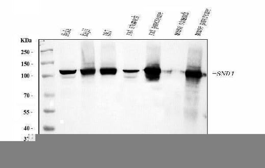 Anti-SND1 Antibody Picoband® (monoclonal, 6G3B4 Boster Bio