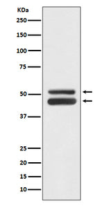 Anti-JNK1/JNK3 MAPK8 Rabbit Monoclonal Antibody Boster Bio