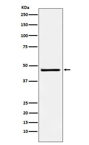 Anti-FRA2 Rabbit Monoclonal Antibody Boster Bio