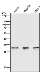 Anti-Caspase-6 CASP6 Rabbit Monoclonal Antibody Boster Bio