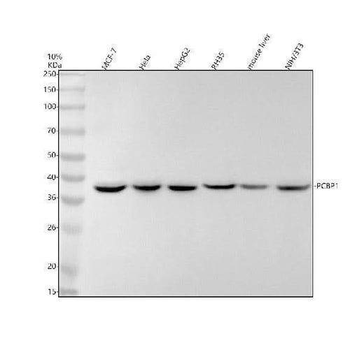 Anti-PCBP1 Rabbit Monoclonal Antibody Boster Bio