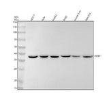 Anti-PCBP1 Rabbit Monoclonal Antibody Boster Bio