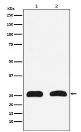 Anti-HMGB2 Rabbit Monoclonal Antibody Boster Bio