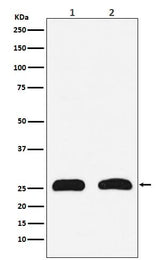 Anti-HMGB2 Rabbit Monoclonal Antibody Boster Bio