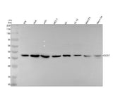 Anti-CXCR7 ACKR3 Rabbit Monoclonal Antibody Boster Bio