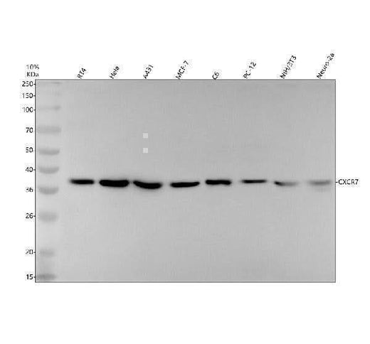 Anti-CXCR7 ACKR3 Rabbit Monoclonal Antibody Boster Bio