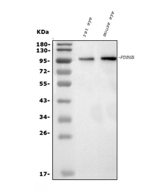 Anti-PDE6 beta/PDE6B Antibody Picoband® (monoclonal, 8I2F10 Boster Bio