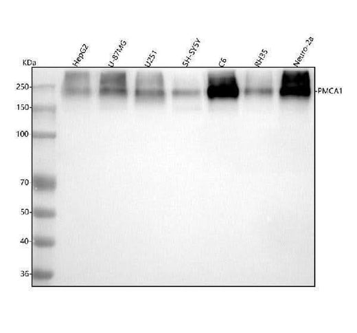 Anti-PMCA1 Rabbit Monoclonal Antibody Boster Bio