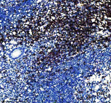 Anti-CD3 epsilon Rabbit Monoclonal Antibody Boster Bio