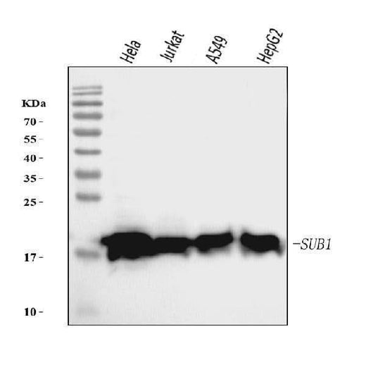 Anti-PC4/SUB1 Antibody Picoband® (monoclonal, 2D13E3 Boster Bio