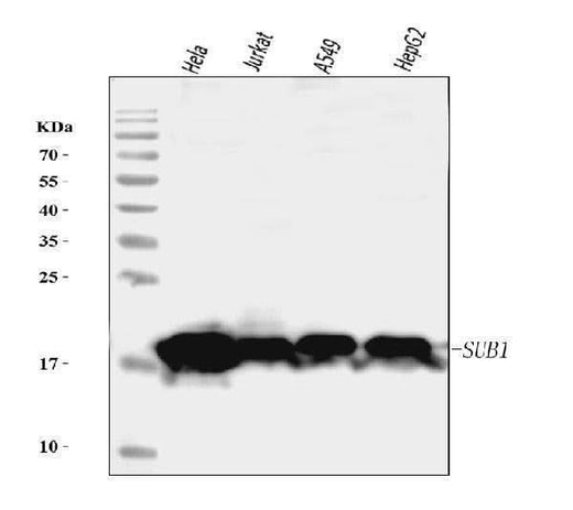 Anti-PC4/SUB1 Antibody Picoband® (monoclonal, 6B5B10 Boster Bio