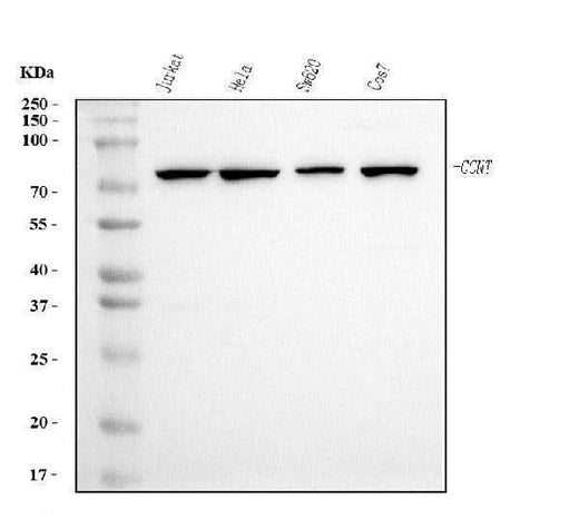 Anti-Cyclin T1 Antibody Picoband® (monoclonal, 3B7 Boster Bio