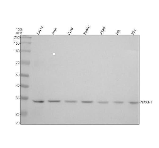 Anti-NKX3.1 Rabbit Monoclonal Antibody Boster Bio