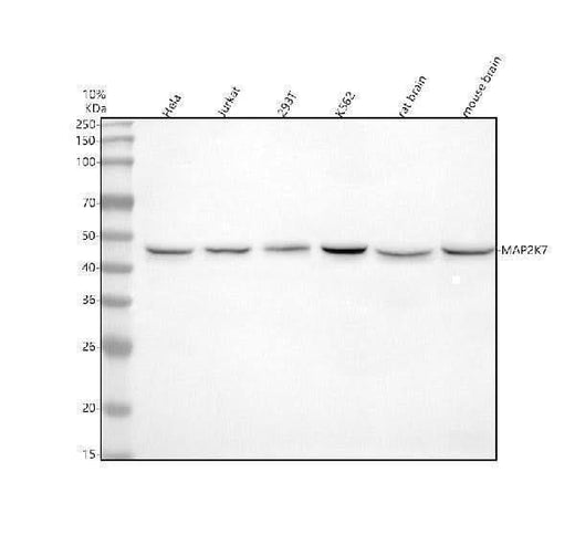 Anti-MEK7 MAP2K7 Rabbit Monoclonal Antibody Boster Bio