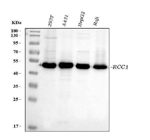 Anti-RCC1 Antibody Picoband® (monoclonal, 7B5D2 Boster Bio