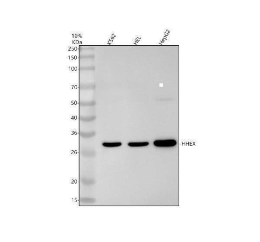 Anti-Hex Rabbit Monoclonal Antibody Boster Bio