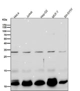 Anti-BANF1 Rabbit Monoclonal Antibody Boster Bio