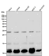 Anti-BANF1 Rabbit Monoclonal Antibody Boster Bio
