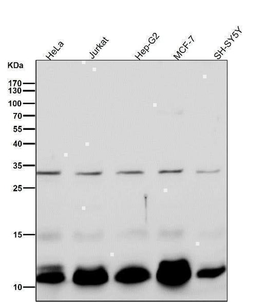 Anti-BANF1 Rabbit Monoclonal Antibody Boster Bio