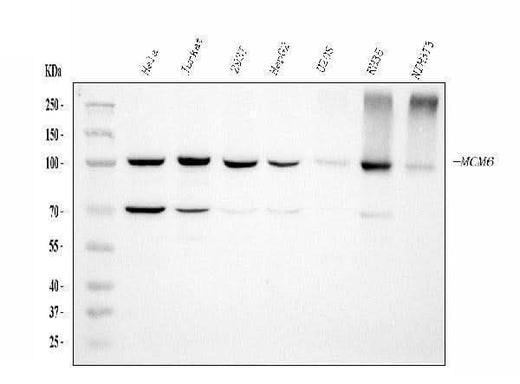 Anti-MCM6 Antibody Picoband® (monoclonal, 3I4C8 Boster Bio