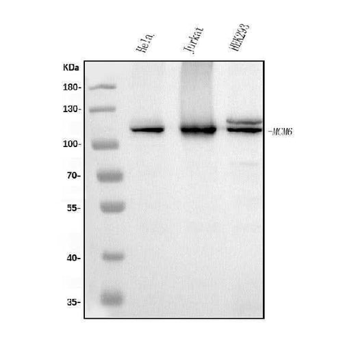 Anti-MCM6 Antibody Picoband® (monoclonal, 10I9 Boster Bio