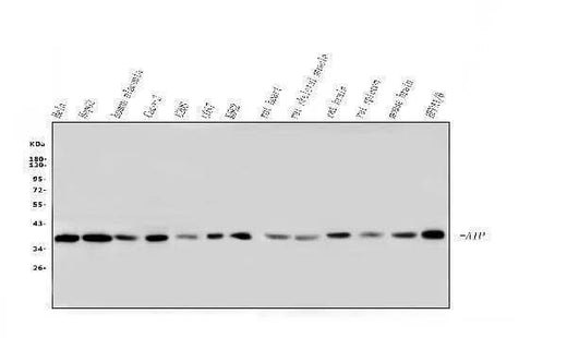 Anti-ARA9/AIP Antibody Picoband® (monoclonal, 10G8 Boster Bio