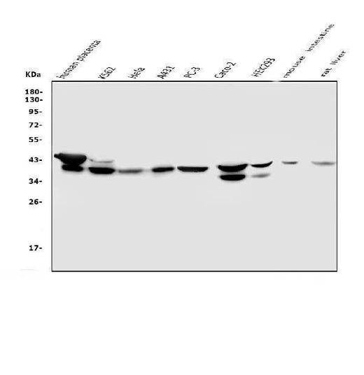 Anti-NMI Antibody Picoband® (monoclonal, 2F3 Boster Bio