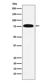 Anti-KHSRP Rabbit Monoclonal Antibody Boster Bio
