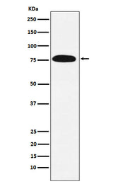 Anti-KHSRP Rabbit Monoclonal Antibody Boster Bio