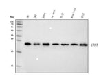 Anti-HP1 alpha/CBX5 Antibody Picoband® (monoclonal, 8G6 Boster Bio