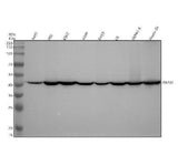 Anti-EBP1 / PA2G4 Rabbit Monoclonal Antibody Boster Bio
