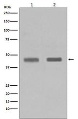 Anti-SETD7/Set7 Rabbit Monoclonal Antibody Boster Bio