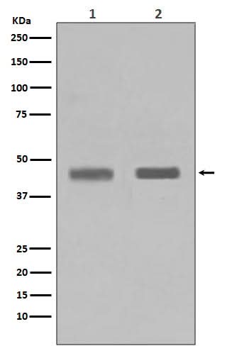 Anti-SETD7/Set7 Rabbit Monoclonal Antibody Boster Bio