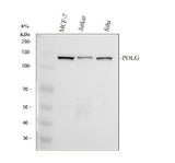 Anti-DNA Polymerase gamma Rabbit Monoclonal Antibody Boster Bio