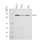 Anti-DNA Polymerase gamma Rabbit Monoclonal Antibody Boster Bio