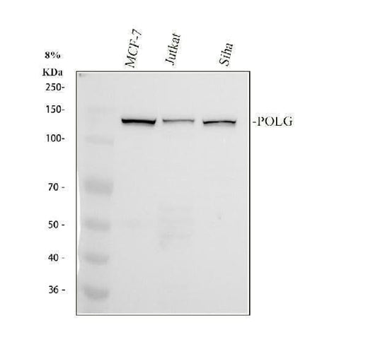 Anti-DNA Polymerase gamma Rabbit Monoclonal Antibody Boster Bio