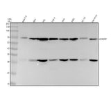 Anti-CoREST Rabbit Monoclonal Antibody Boster Bio