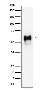 Anti-CD58 Rabbit Monoclonal Antibody Boster Bio