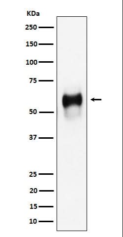 Anti-CD58 Rabbit Monoclonal Antibody Boster Bio