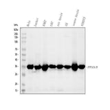 Anti-PPP1CA+PPP1CB Rabbit Monoclonal Antibody Boster Bio