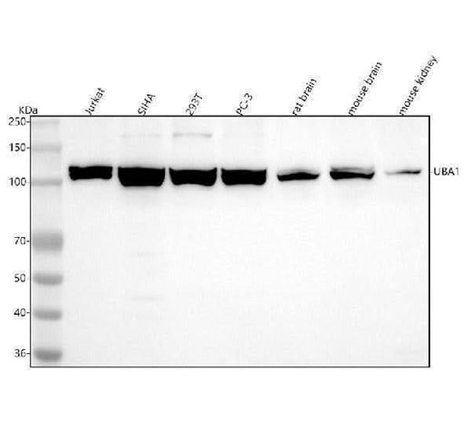 Anti-UBA1/Ube1 Rabbit Monoclonal Antibody Boster Bio