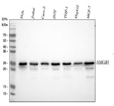 Anti-HMG4 Antibody Picoband® (monoclonal, 8H9 Boster Bio